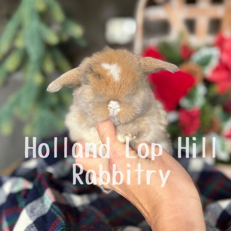 Poinsettia - Torted Black/Orange Harlequin VM Holland Lop doe for sale at Holland Lop Hill Rabbitry