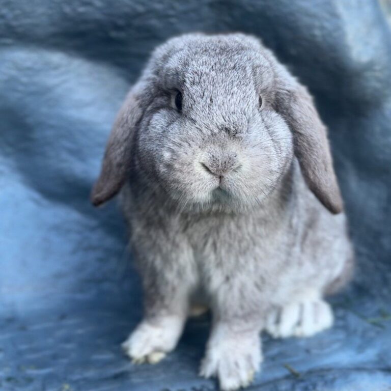 Grey Holland Lop bunny for sale at Holland Lop Hill Rabbitry