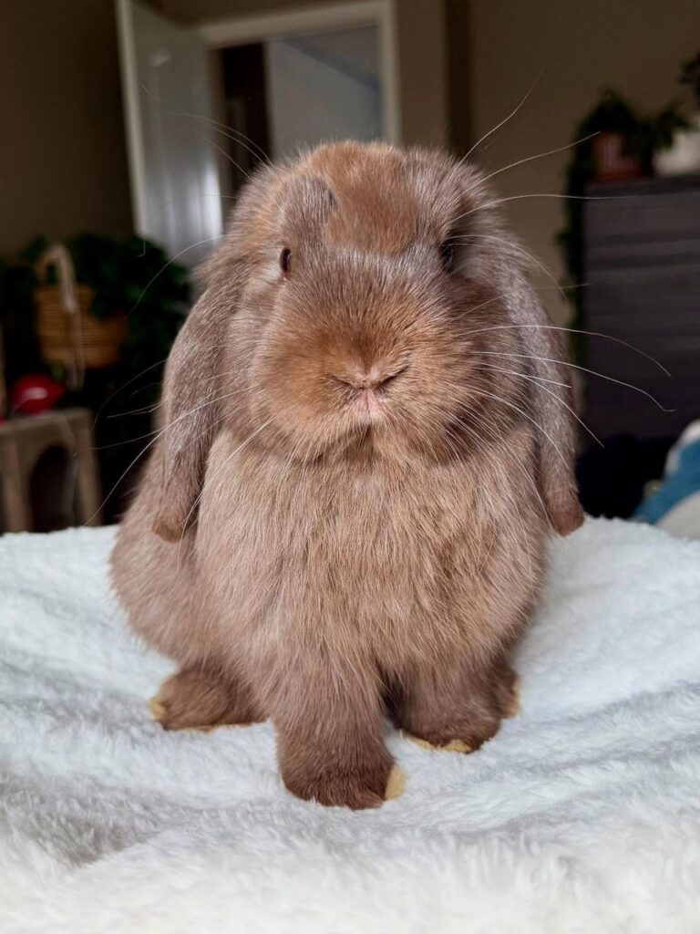 Hand-raised holland lop bunny for sale USA