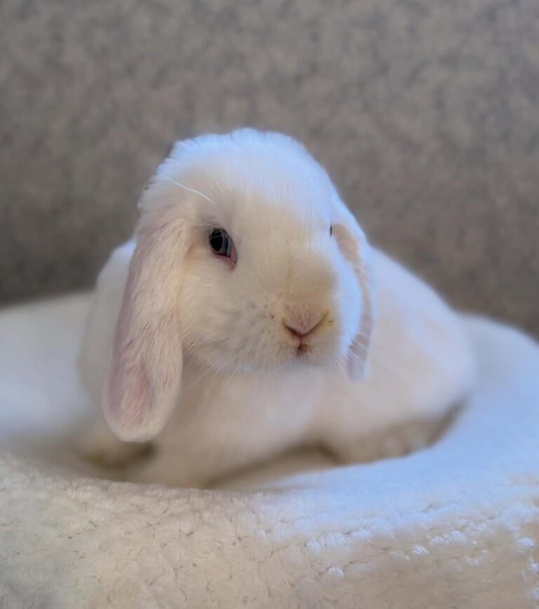 White Holland Lop bunny showing wide color variety