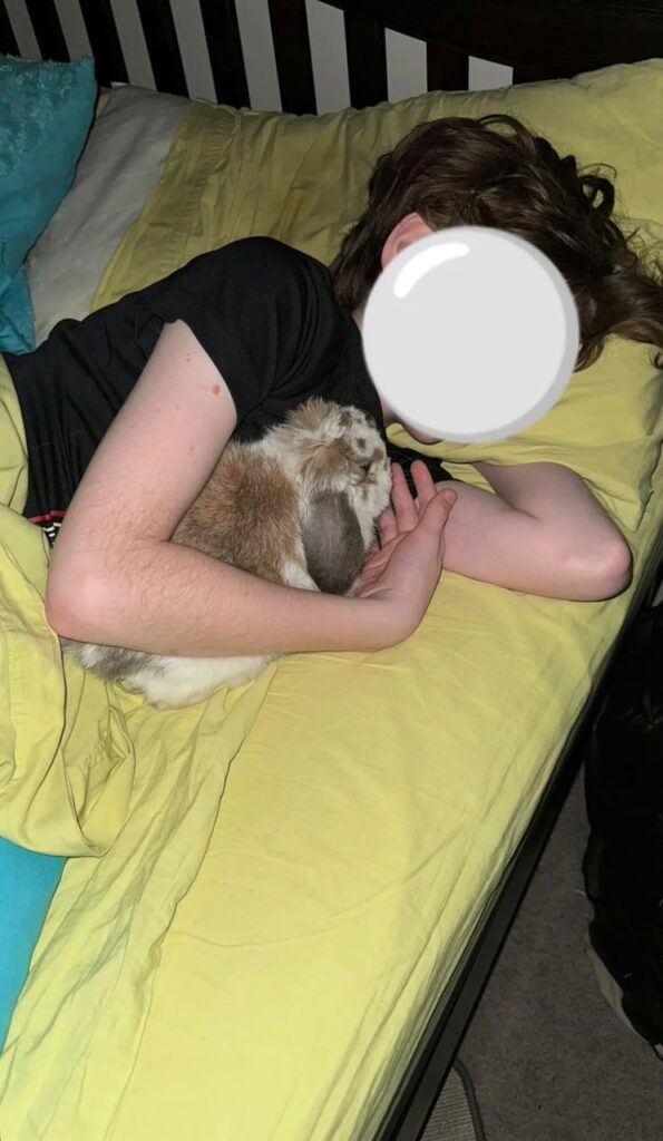 Holland Lop