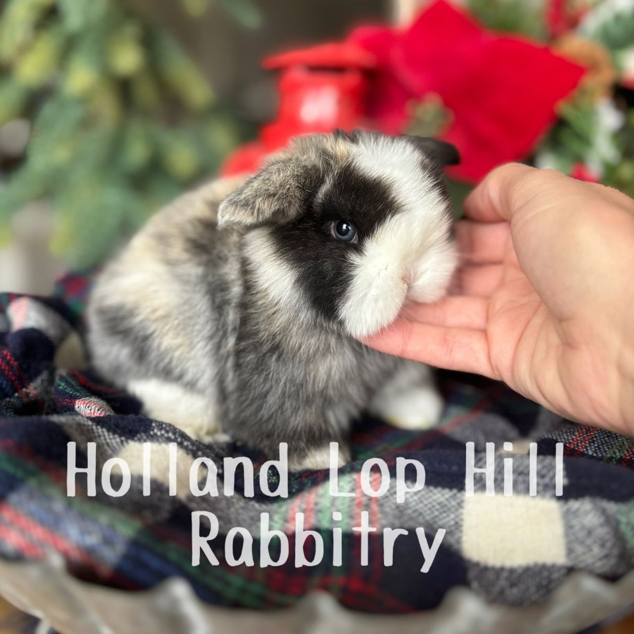 Harlequin Holland Lop rabbit Holland Lop Hill Rabbitry Sedona Arizona
