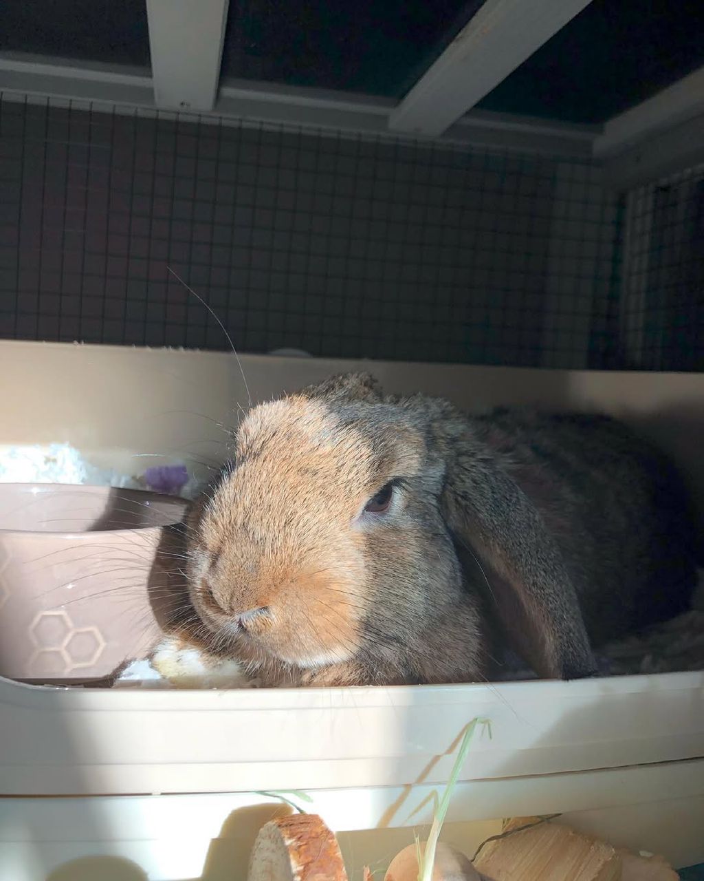 how to litter train a holland lop rabbit