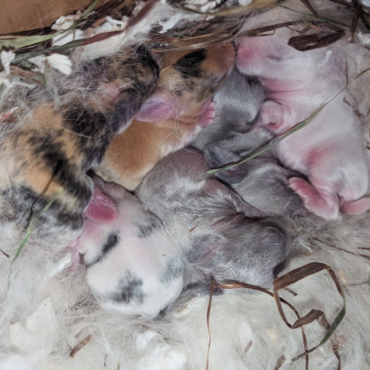 holland lop litters for reservation now