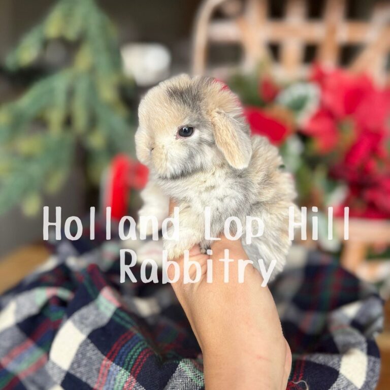 Mistletoe - Black/Orange Harlequin Holland Lop bunny for sale at Holland Lop Hill Rabbitry