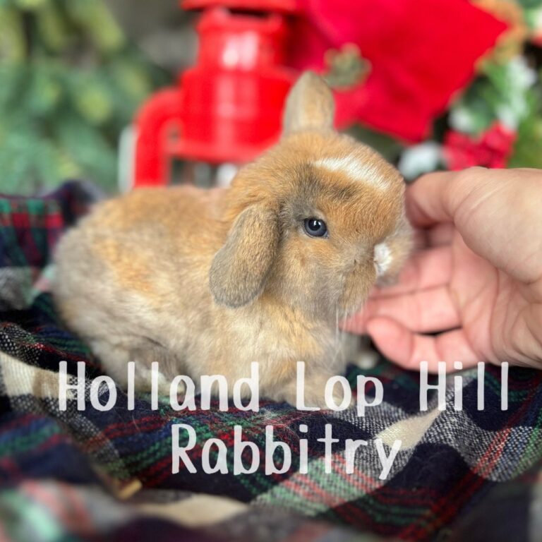 Poinsettia - Torted Black/Orange Harlequin VM Holland Lop doe for sale at Holland Lop Hill Rabbitry