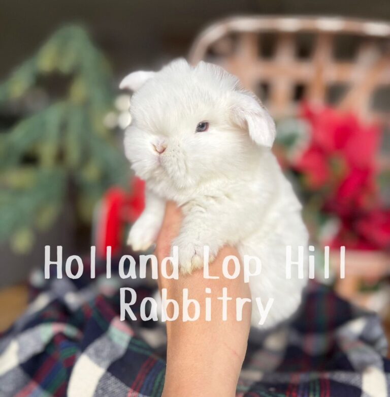 Holly - Blue Eyed White Holland Lop bunny for sale at Holland Lop Hill Rabbitry