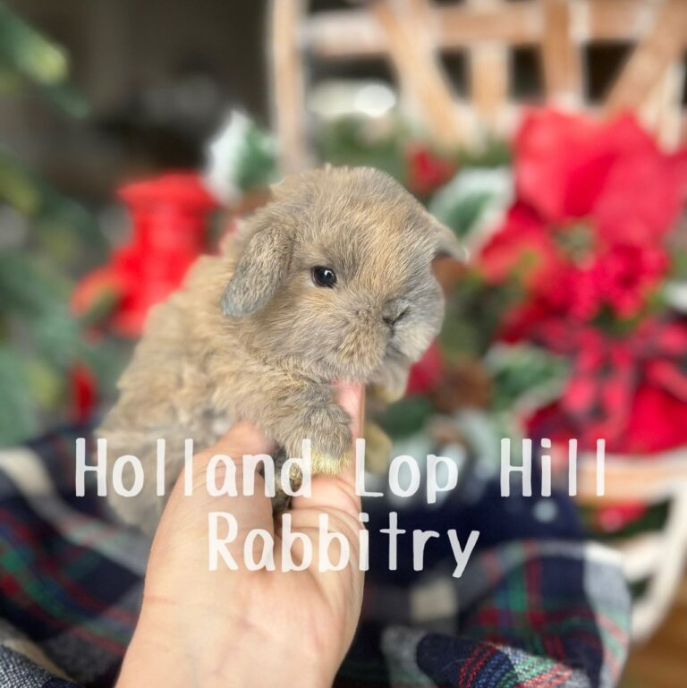 Kris Kringle - Blue/Fawn Harlequin Holland Lop buck for sale at Holland Lop Hill Rabbitry