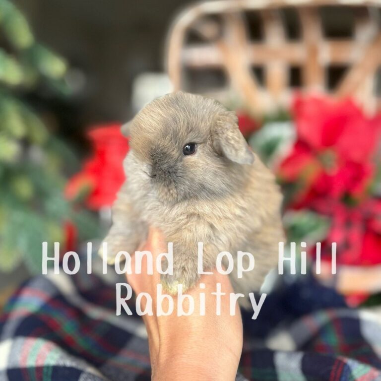 Kris Kringle - Blue/Fawn Harlequin Holland Lop buck for sale at Holland Lop Hill Rabbitry