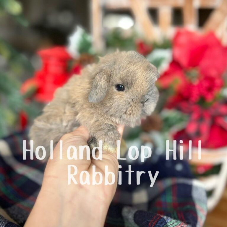 Kris Kringle - Blue/Fawn Harlequin Holland Lop buck for sale at Holland Lop Hill Rabbitry