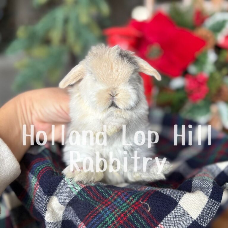 Mistletoe - Black/Orange Harlequin Holland Lop bunny for sale at Holland Lop Hill Rabbitry