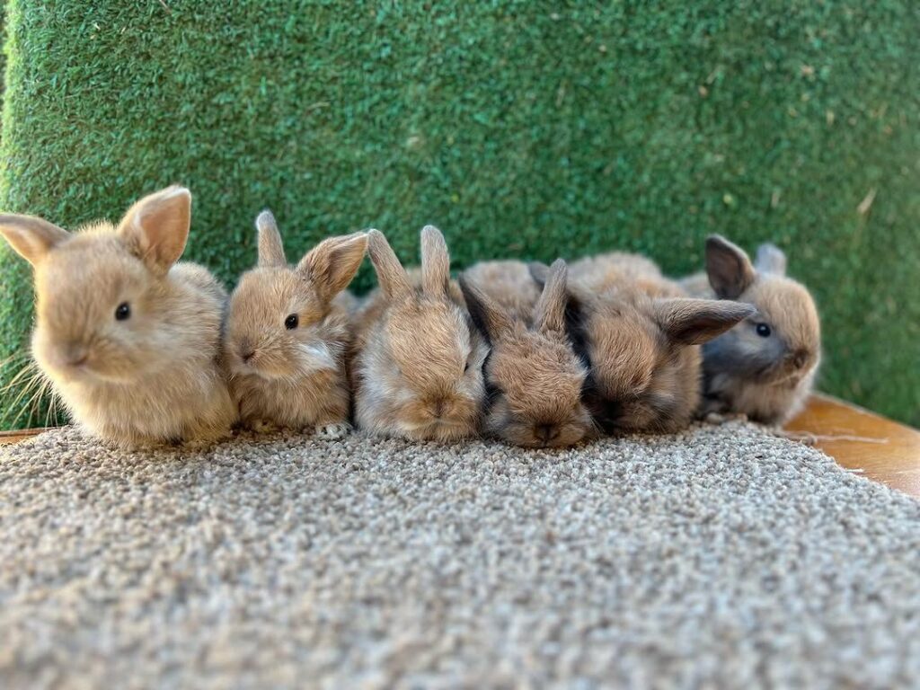 orange torts holland lop bunnies for sale