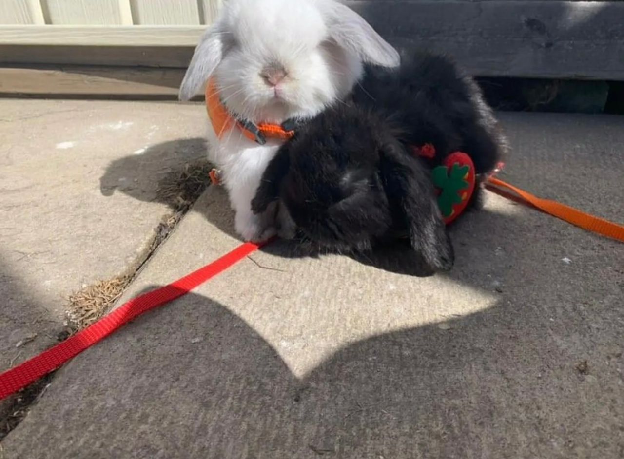 Black and white holland lop bunnies for sale bonded pair