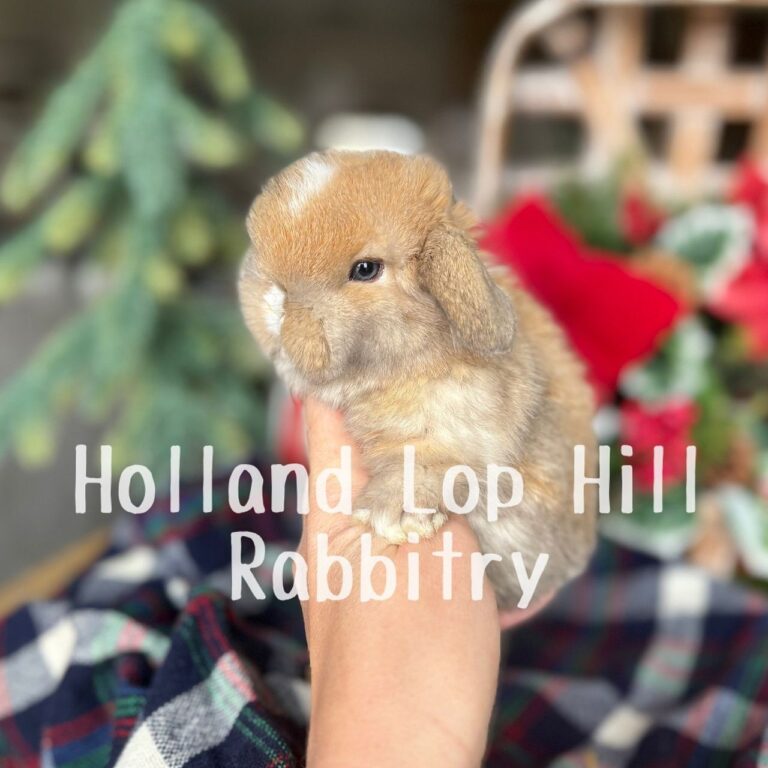 Poinsettia - Torted Black/Orange Harlequin VM Holland Lop doe for sale at Holland Lop Hill Rabbitry