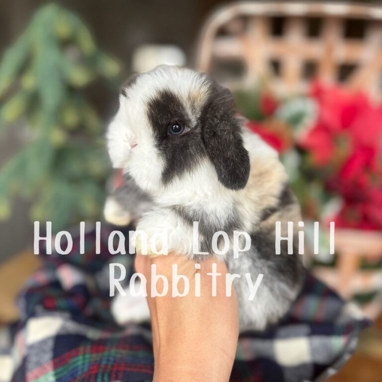 Wool – Extreme VM Harlequin Holland Lop Bunny For Sale