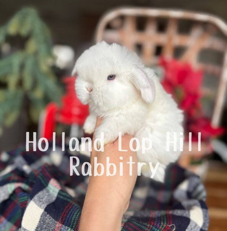 Holly - Blue Eyed White Holland Lop bunny for sale at Holland Lop Hill Rabbitry