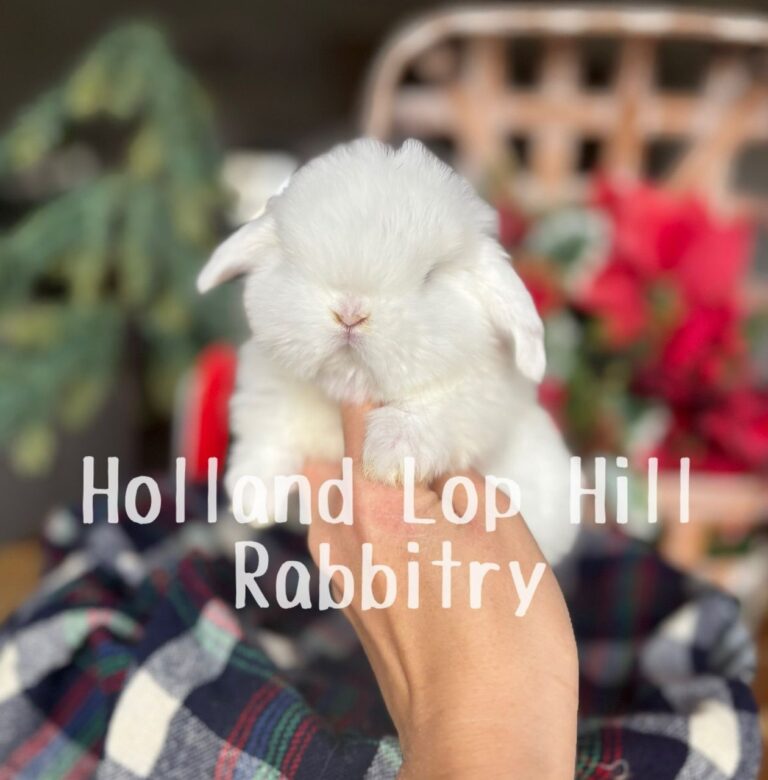 Holly - Blue Eyed White Holland Lop bunny for sale at Holland Lop Hill Rabbitry