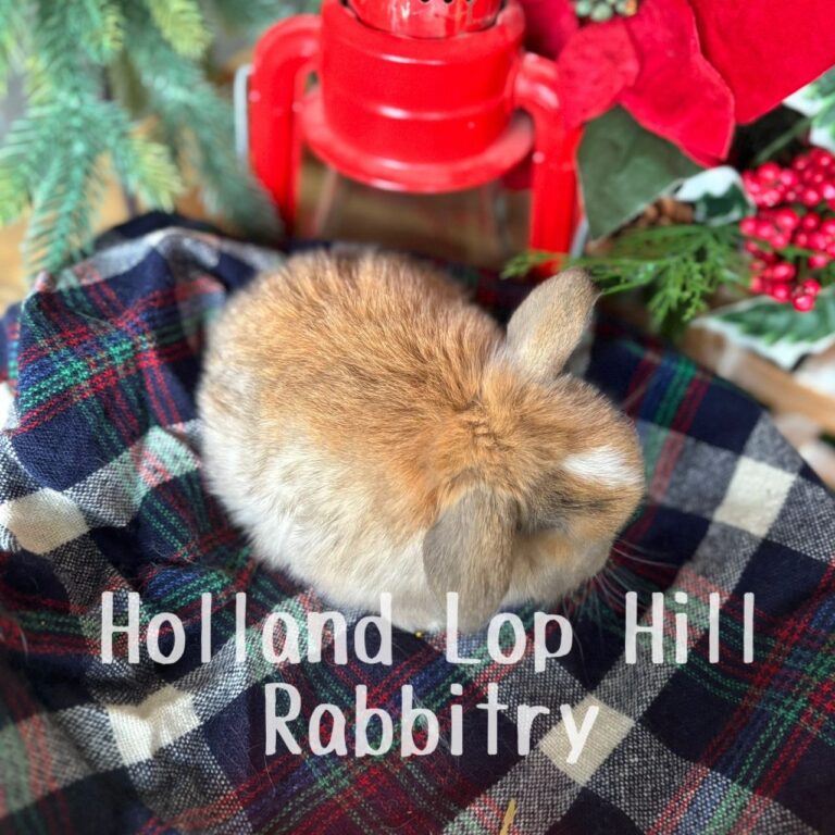 Poinsettia - Torted Black/Orange Harlequin VM Holland Lop doe for sale at Holland Lop Hill Rabbitry