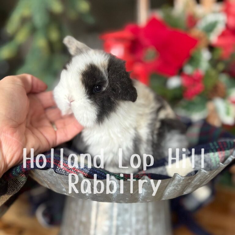 Wool – Extreme VM Harlequin Holland Lop Bunny For Sale