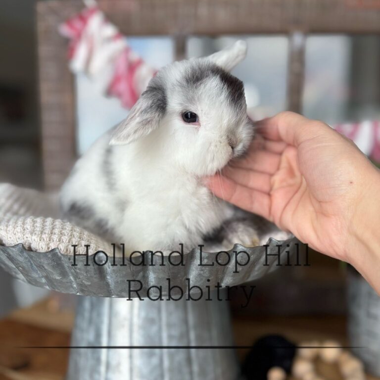 baby black magpie holland lop buck for sale