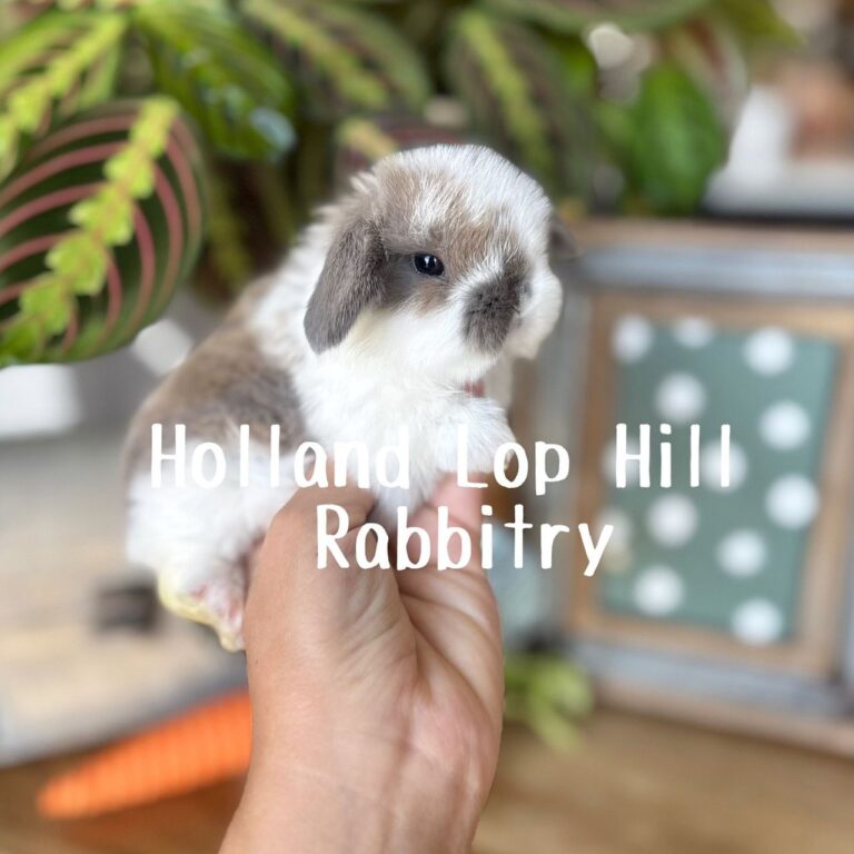Baby broken blue tort Holland Lop doe for sale USA