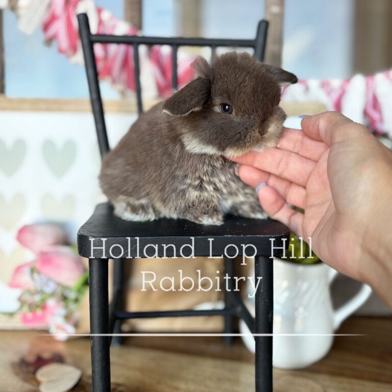 chocolate otter holland lop buck for sale