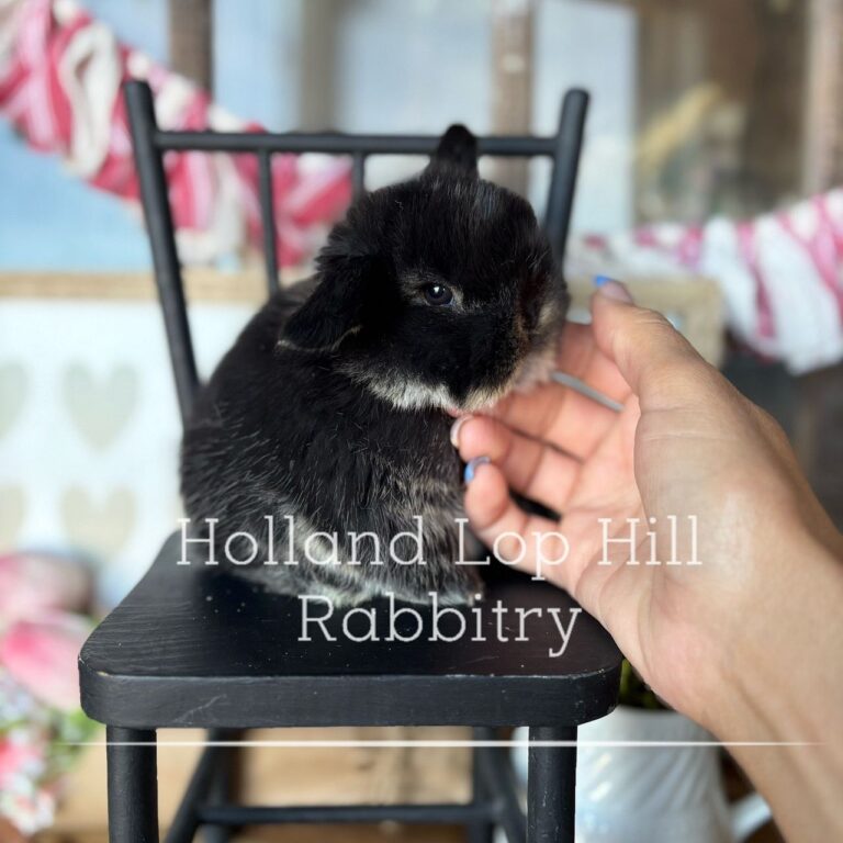 raccon black otter holland lop rabbit for sale nationwide