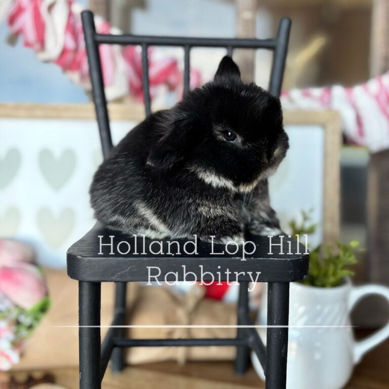 black otter vm holland lop buck available now sedona arizona