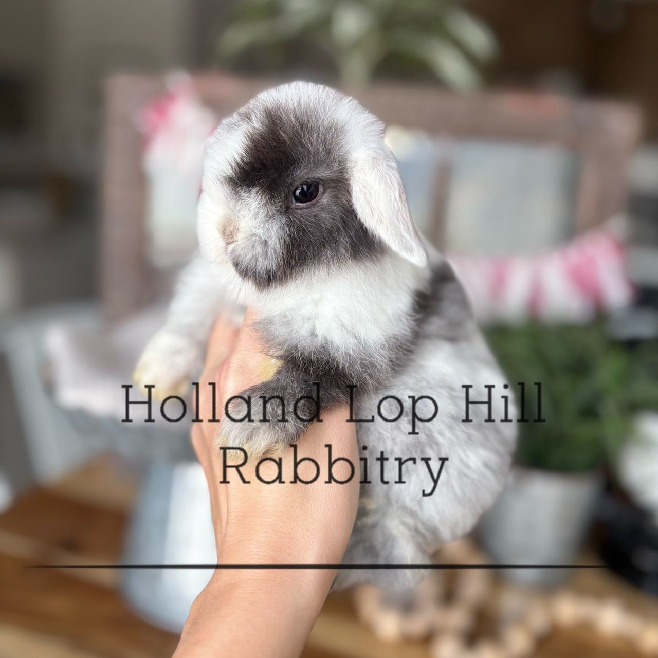 Black Magpie Holland Lop bunny for sale at Holland Lop Hill Rabbitry