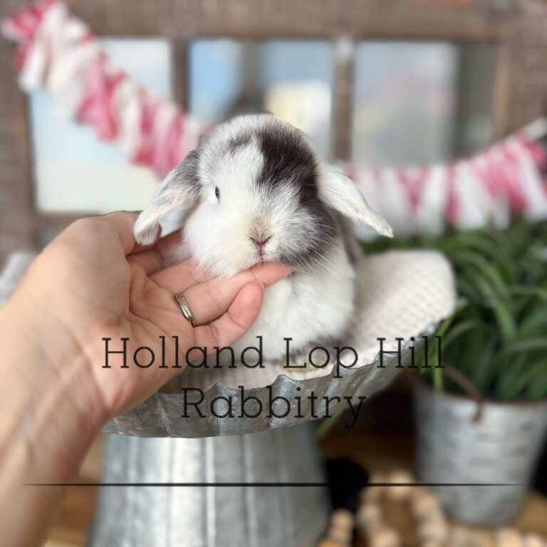 Black Magpie Holland Lop buck available now Sedona Arizona