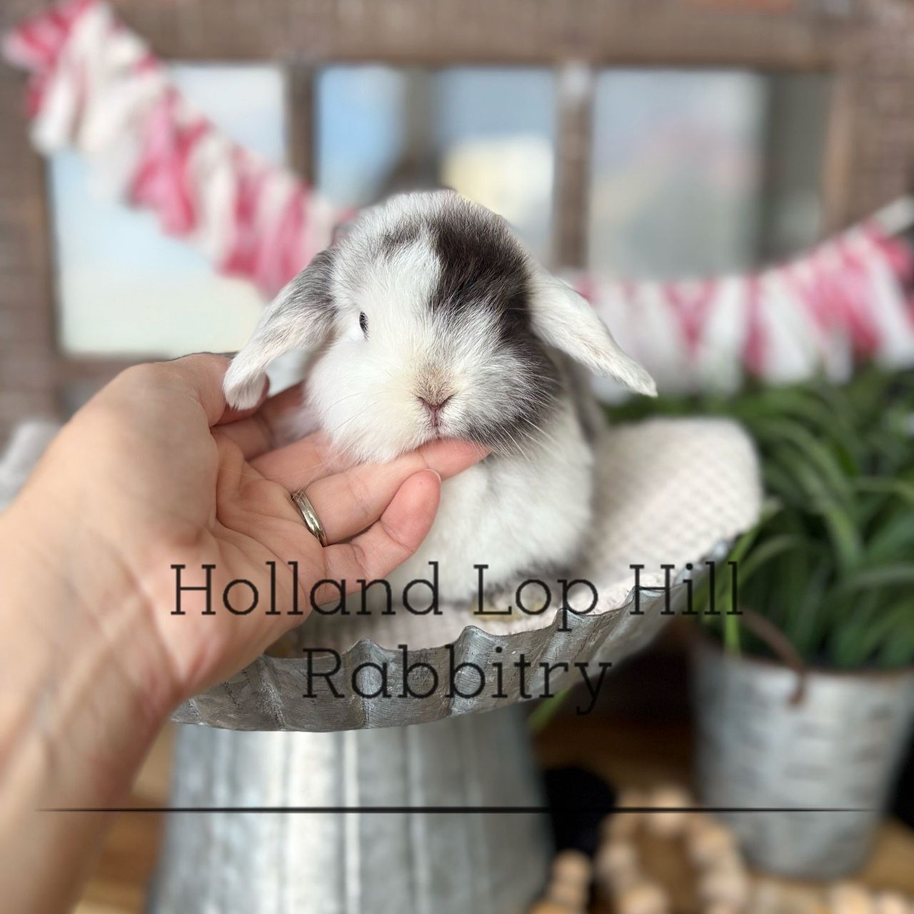 Black Magpie Holland Lop rabbit available now nationwide shipping