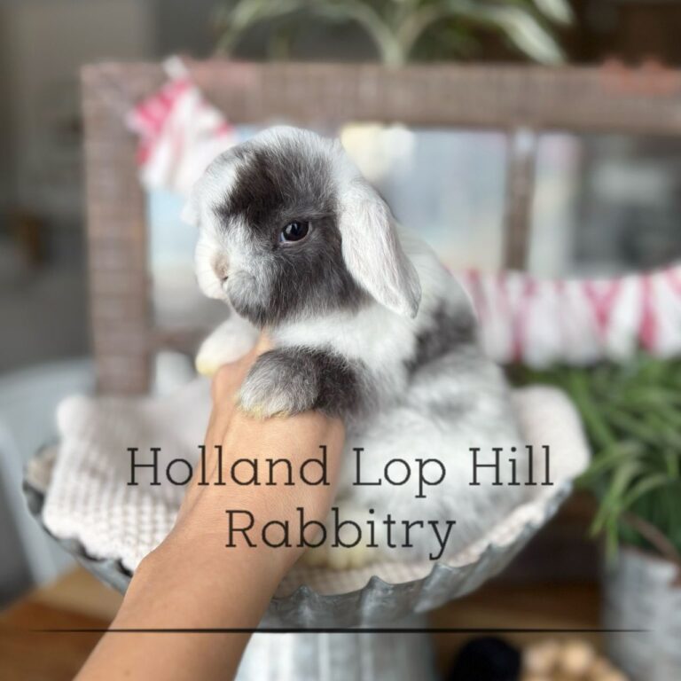 Baby black magpie Holland Lop buck for sale USA