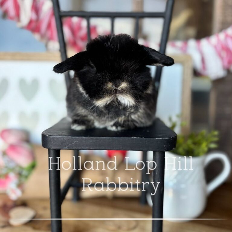 black otter holland lop bunny for salewith nationwide shipping available