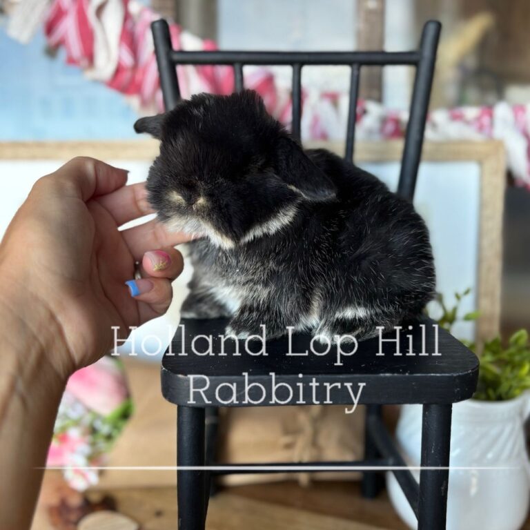 baby black otter vm holland lop buck for sale usa