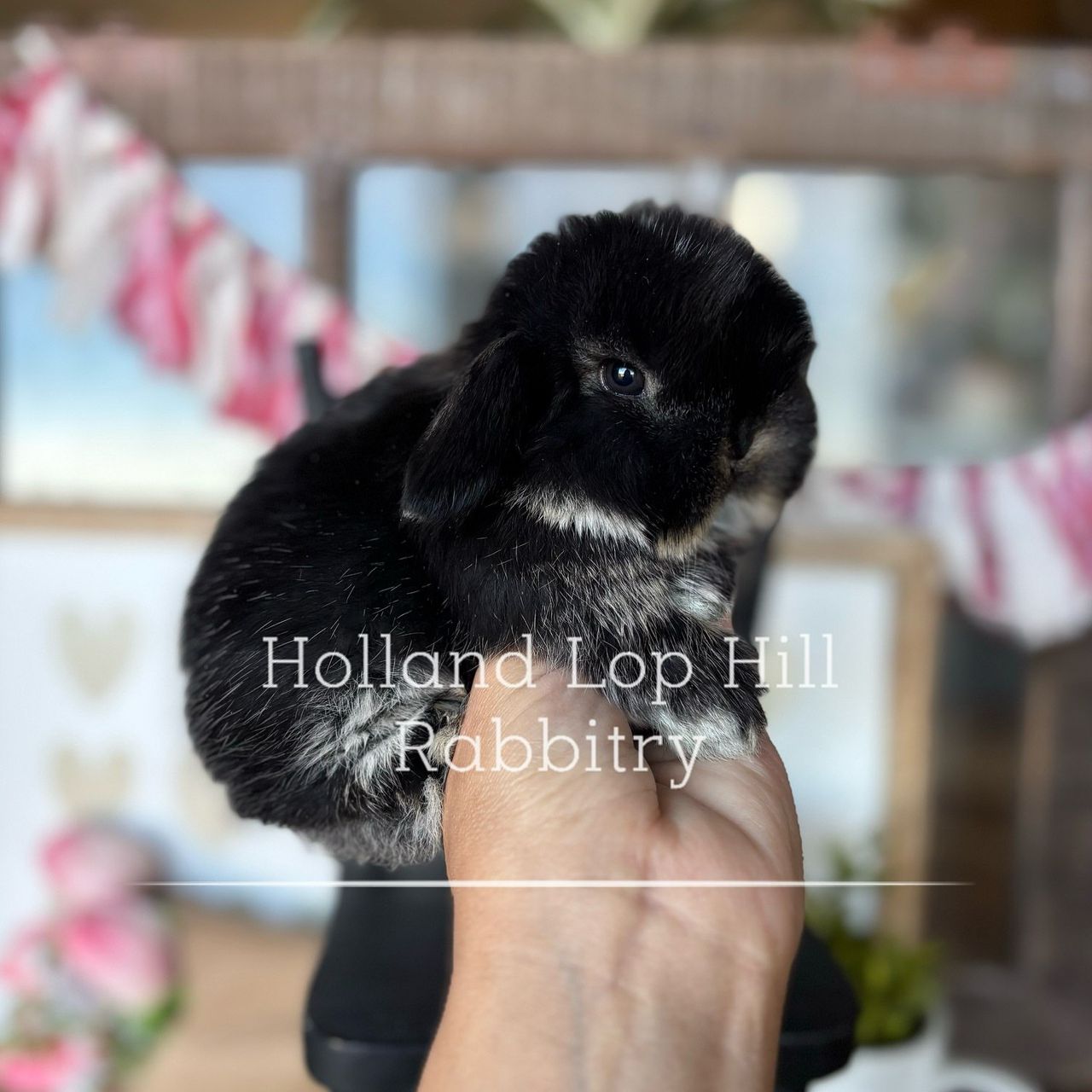 Black Otter VM Holland Lop bunny for sale at Holland Lop Hill Rabbitry