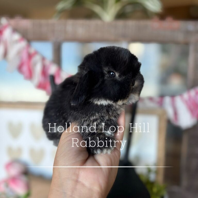 black otter vm holland lop bunny for sale at holland lop hill