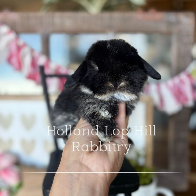 black otter holland lop rabbit holland lop hill rabbitry