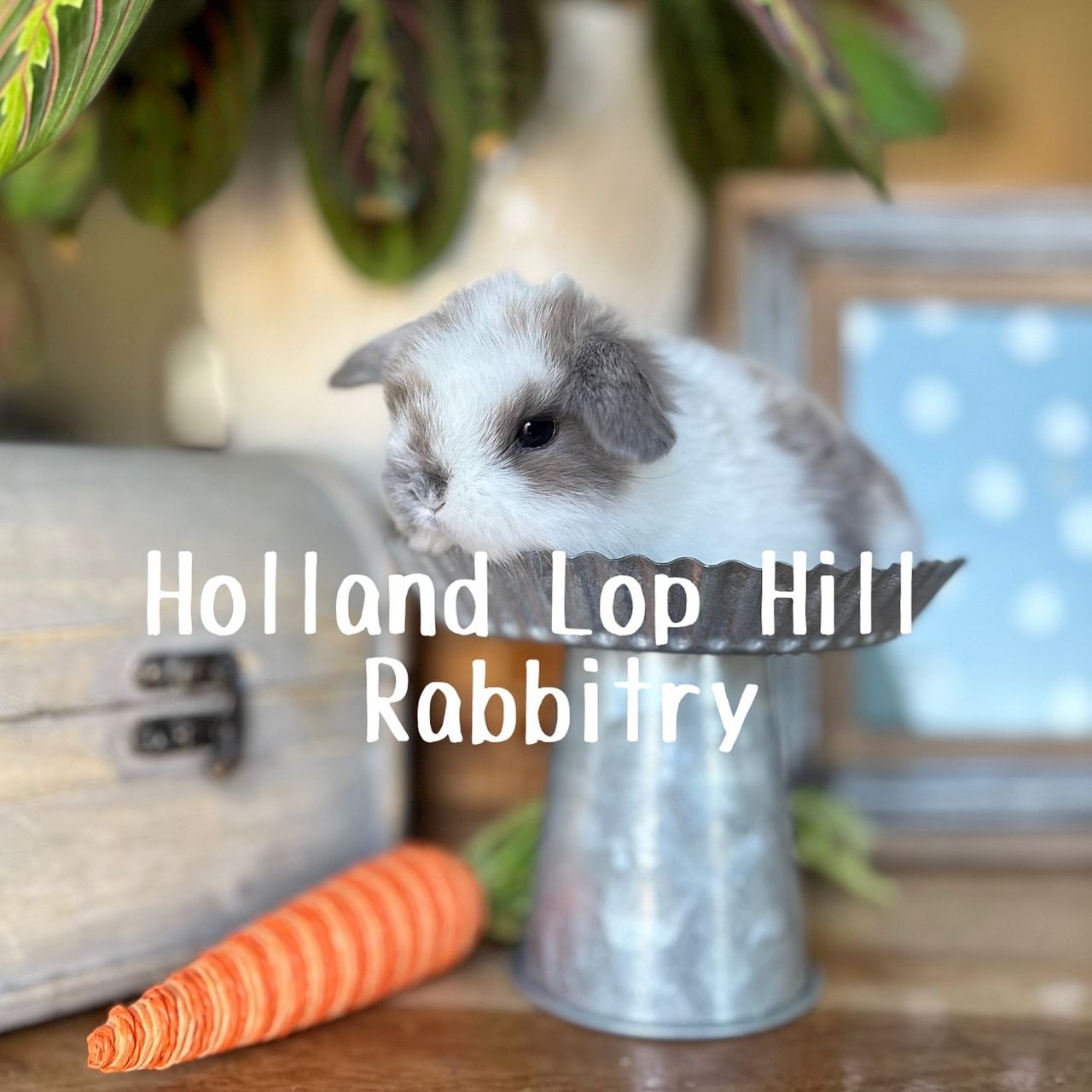 Broken Blue Tort Holland Lop bunny for sale at Holland Lop Hill Rabbitry