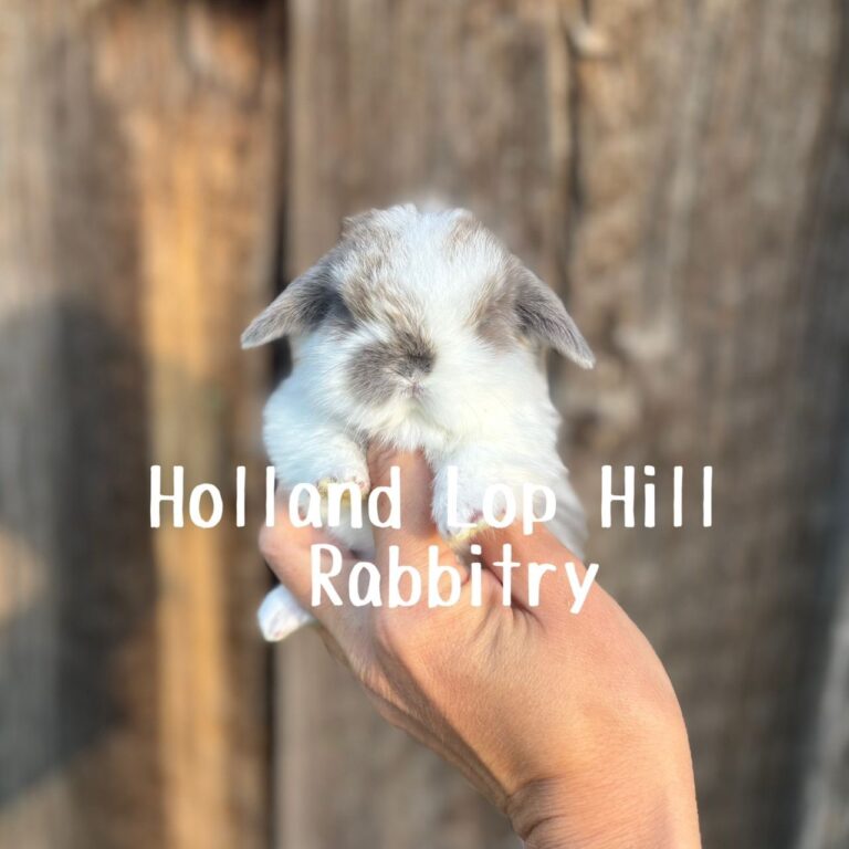 Broken Blue Tort Holland Lop bunny for sale at Holland Lop Hill Rabbitry