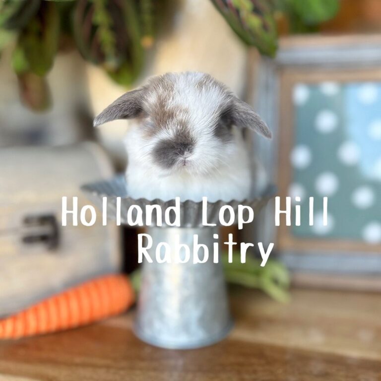 Sage broken blue tort Holland Lop rabbit for sale nationwide