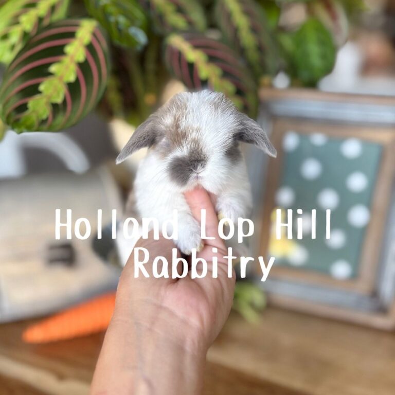 Broken blue tort Holland Lop rabbit available now nationwide shipping