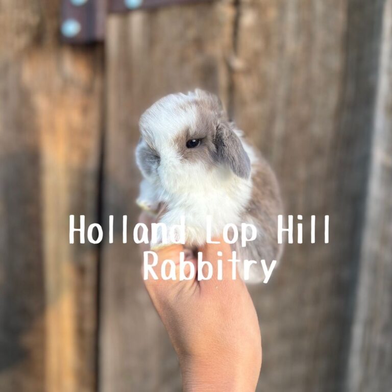 Broken Blue Tort Holland Lop doe available now Sedona Arizona