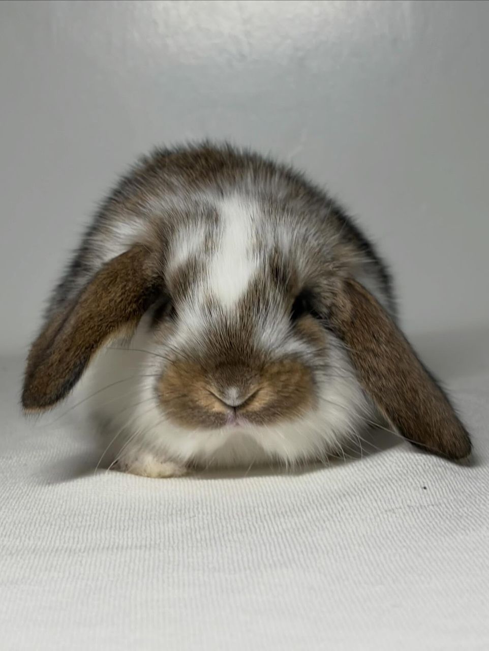 Broken Chestnut French Lop buck for sale at Holland Lop Hill Rabbitry