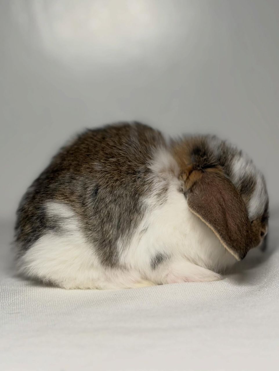 Broken Chestnut French Lop bunny for sale Sedona Arizona