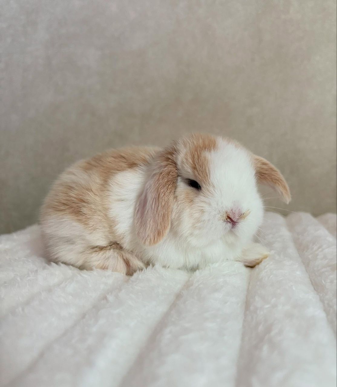 holland lop price