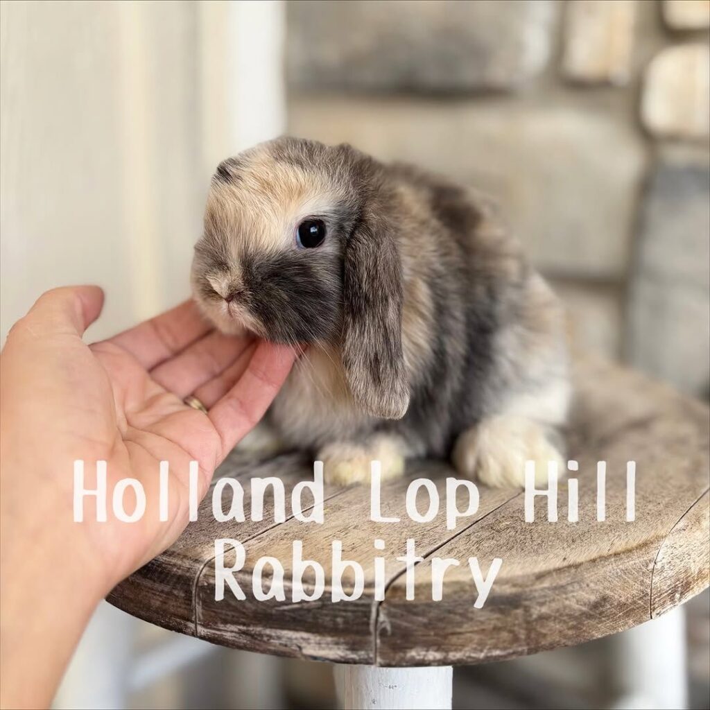holland lop bunnies for adoption