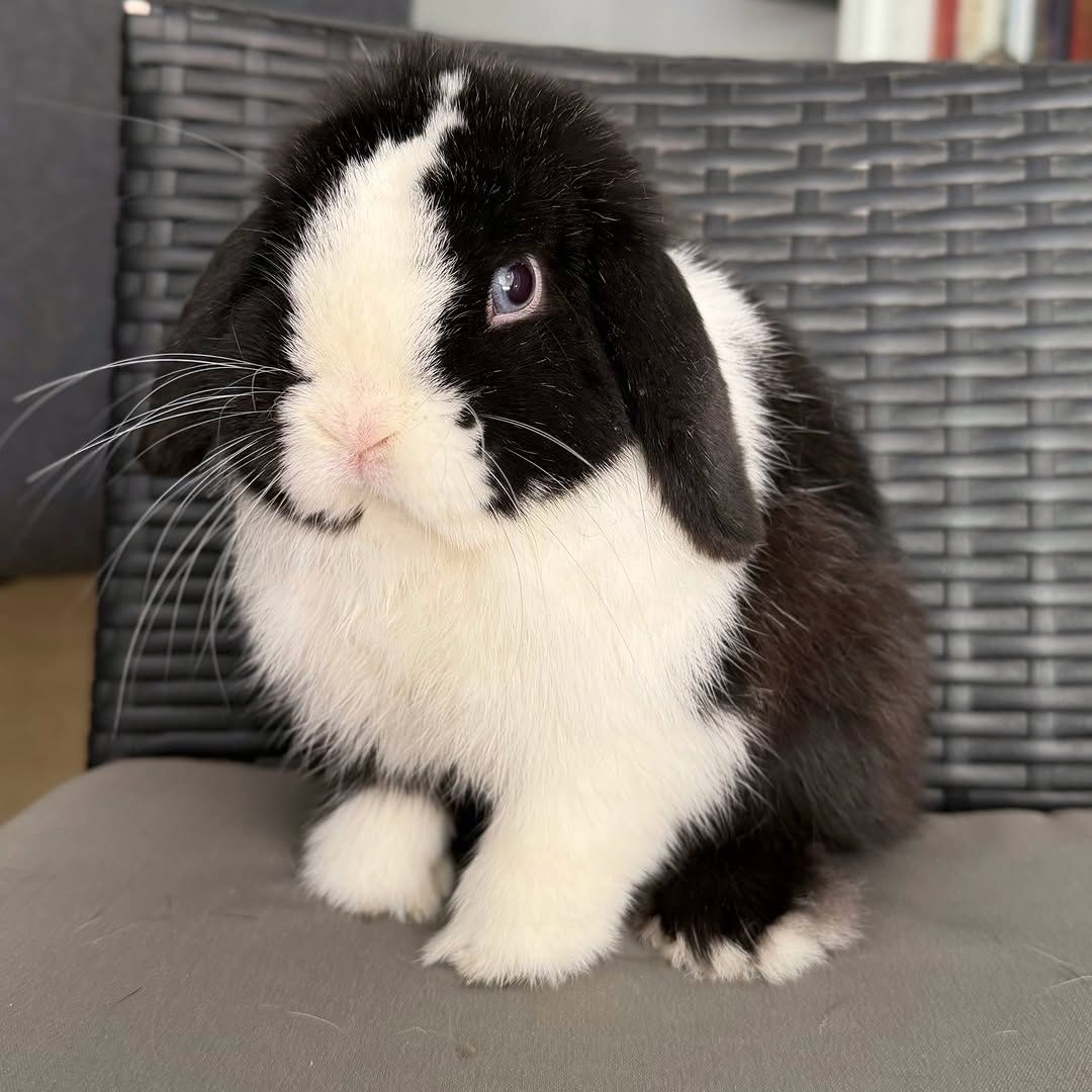 holland lop vs french lop