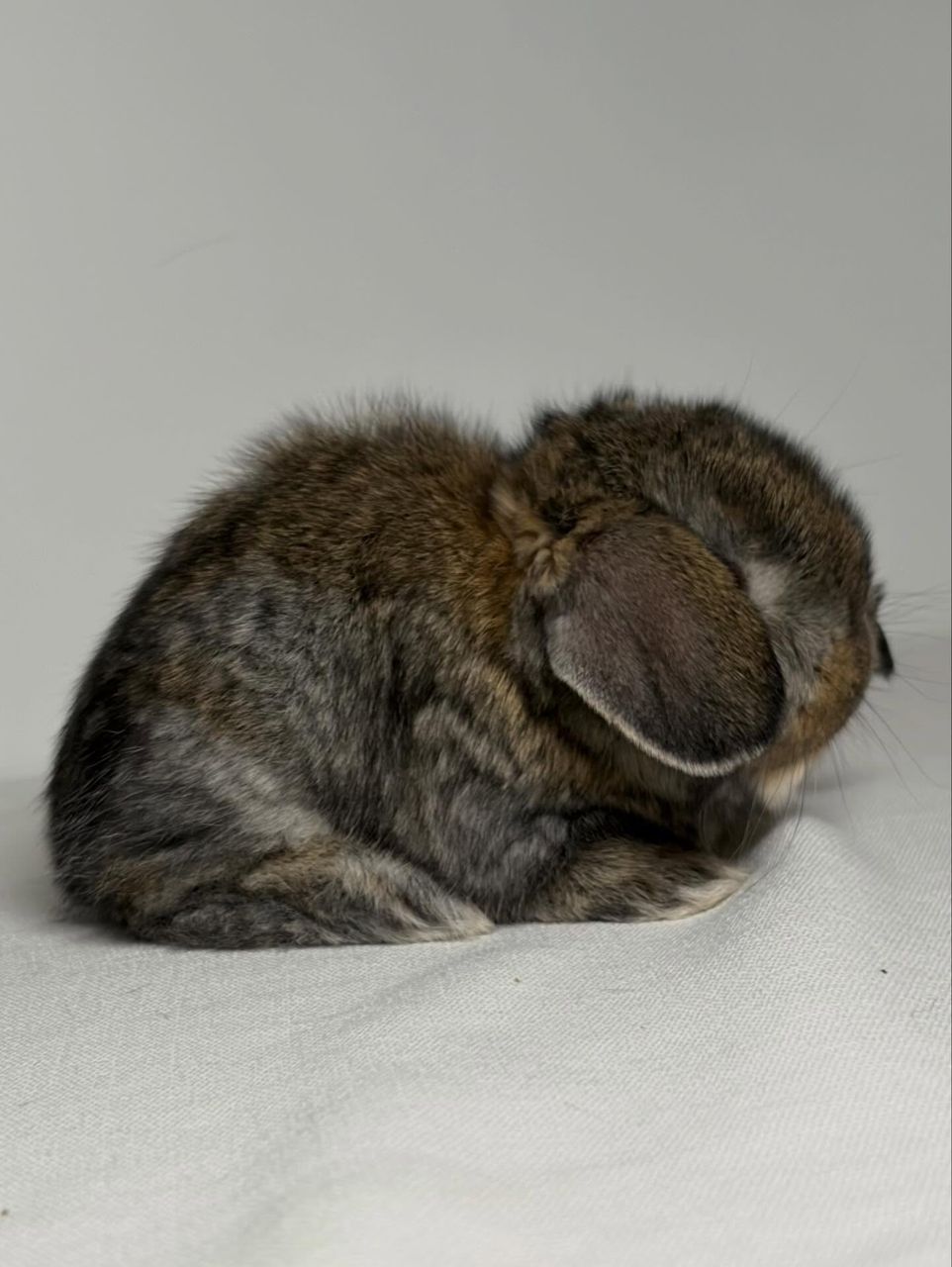 Chestnut French Lop bunny for sale Sedona Arizona