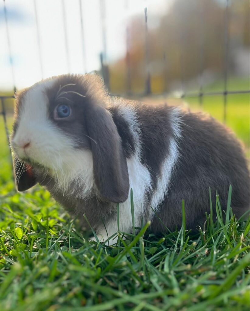 can holland lops live outside