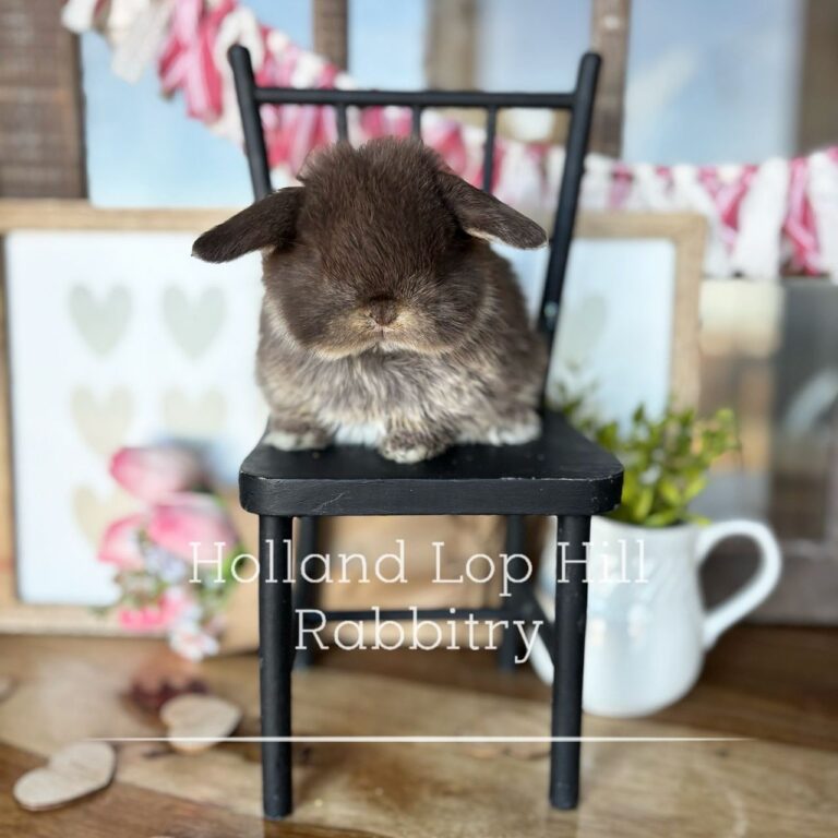 baby chocolate otter holland lop rabbit